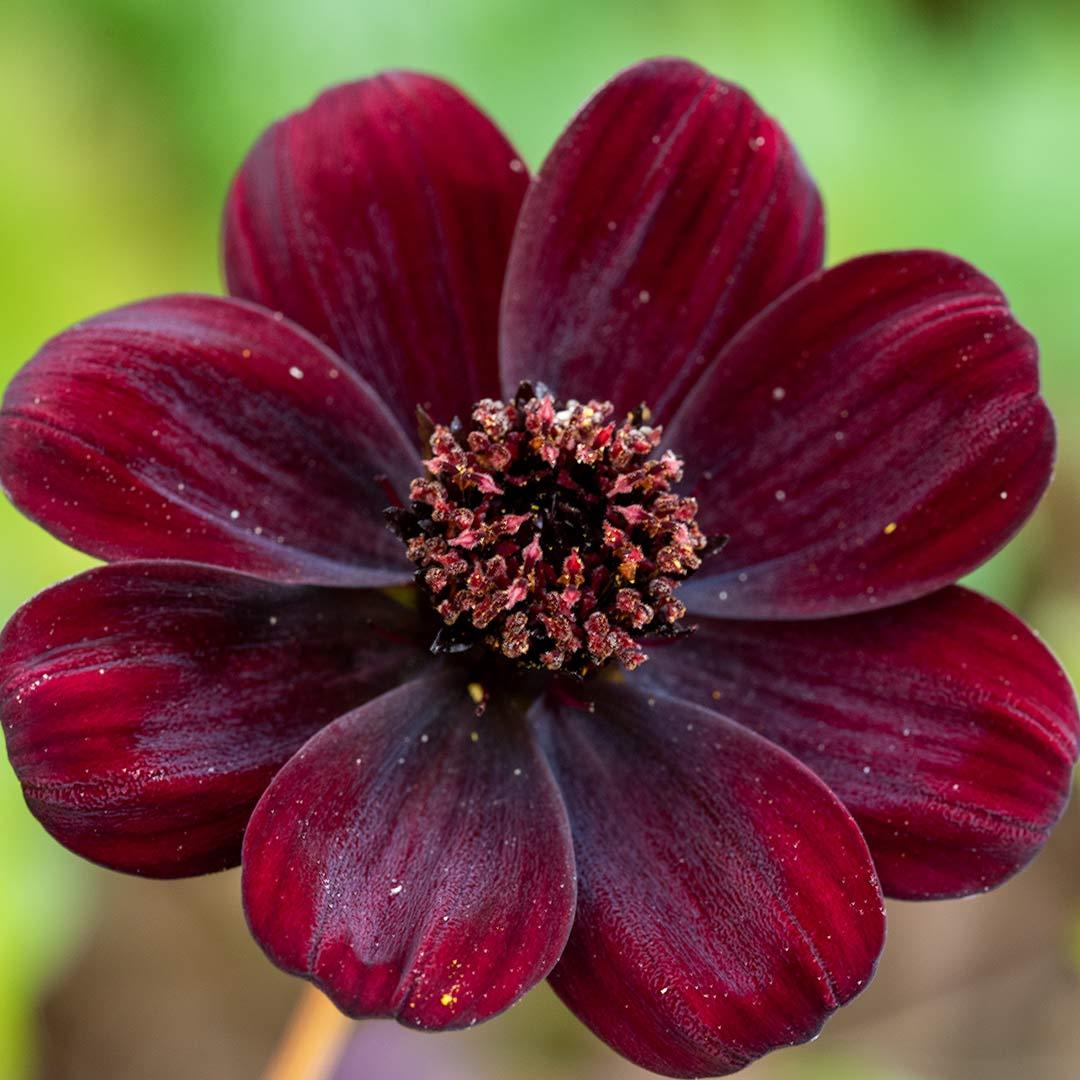 Cosmos Atrosanguineus 'Chocolate' (Chocolate Cosmos)