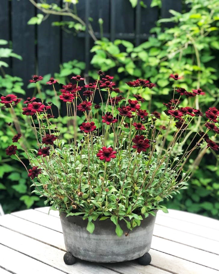 Cosmos Atrosanguineus 'Chocolate' (Chocolate Cosmos)