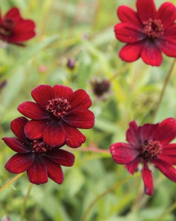 Cosmos Atrosanguineus 'Chocolate' (Chocolate Cosmos)