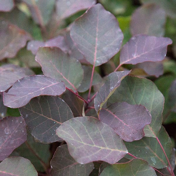 Cotinus coggygria ‘Dusky Maiden’ – Smokebush