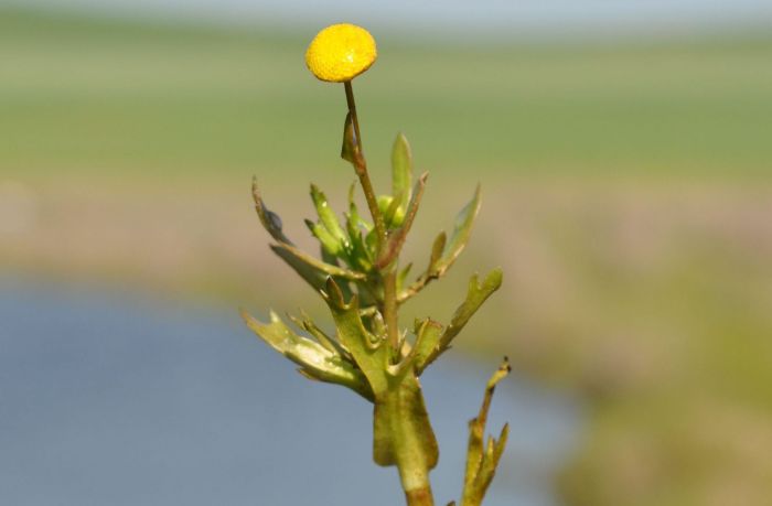 Cotula coronopifolia (Yellow Water Buttons)