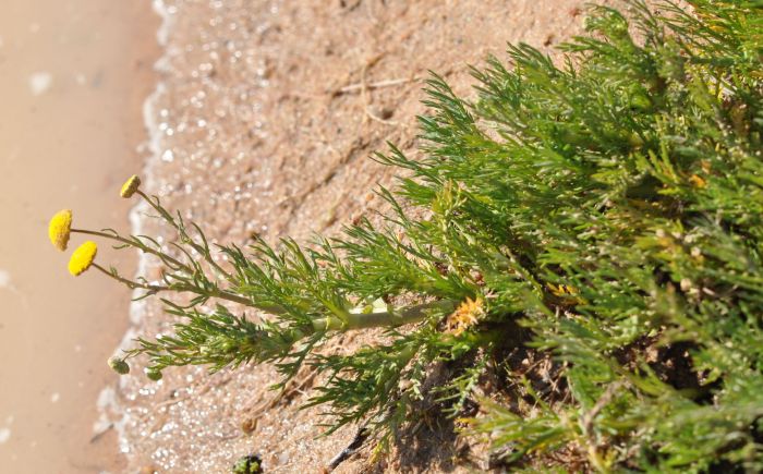 Cotula coronopifolia (Yellow Water Buttons)