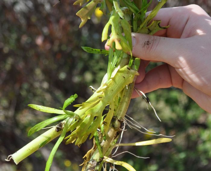 Cotula coronopifolia (Yellow Water Buttons)