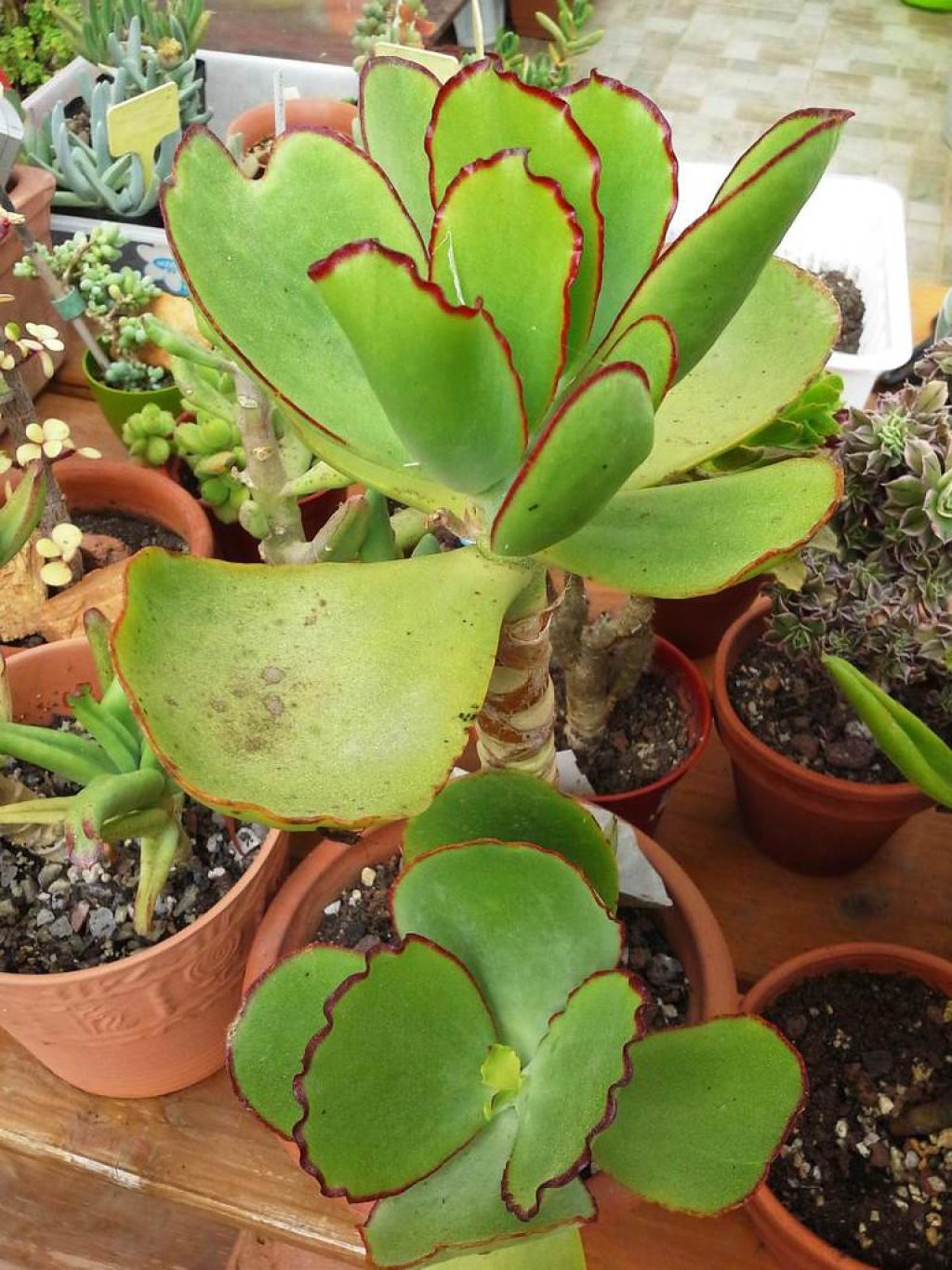 Cotyledon Macrantha (Large-Flowered Cotyledon)