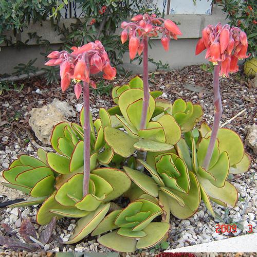 Cotyledon Macrantha (Large-Flowered Cotyledon)