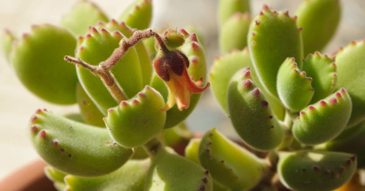 Cotyledon Tomentosa subsp. Ladismithiensis (Bear’s Paw)