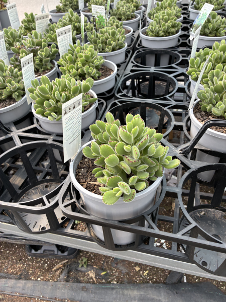 Cotyledon Tomentosa subsp. Ladismithiensis (Bear’s Paw)