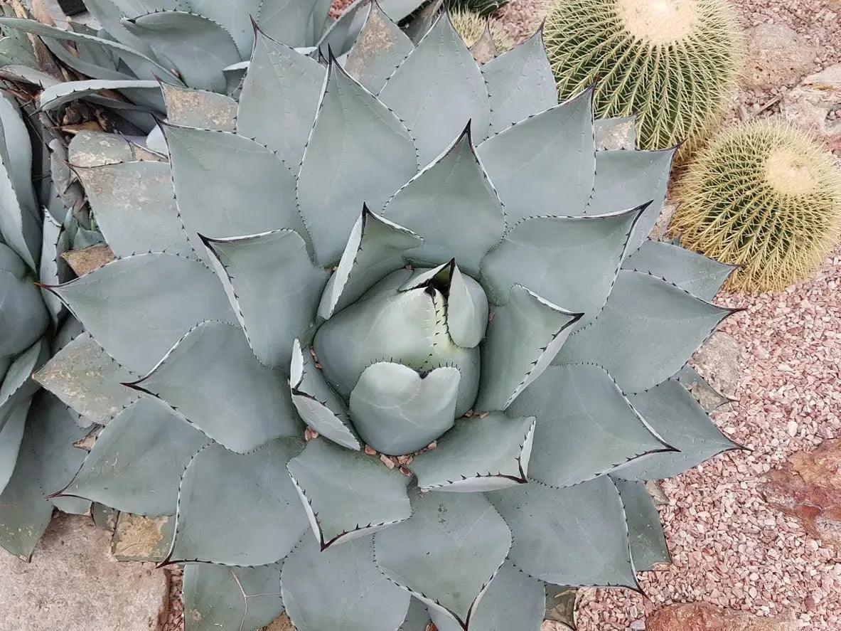 Agave Pygmaea (Dragon Toes Agave)