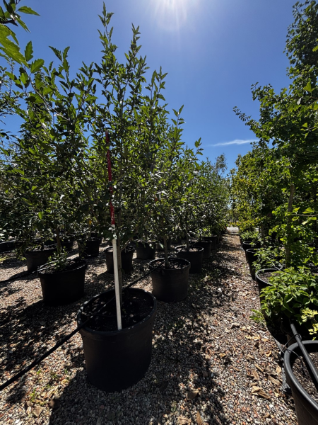 Malus ioensis ‘Plena’ (Bechtel Crab Apple)