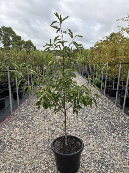 Malus Ioensis 'Plena' (Double-Flowered Crab Apple)