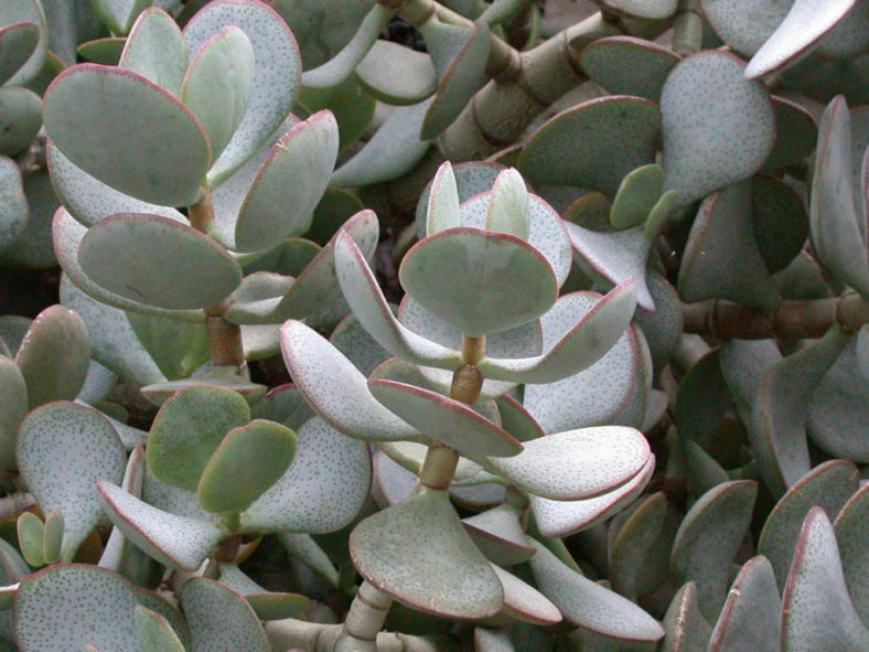 Crassula arborescens (Silver Dollar Plant / Silver Jade)