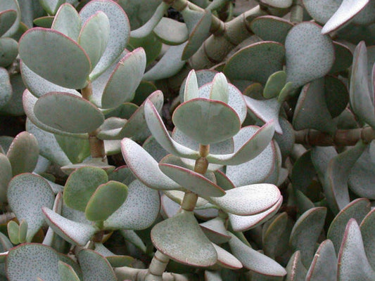 Crassula arborescens (Silver Dollar Plant / Silver Jade)