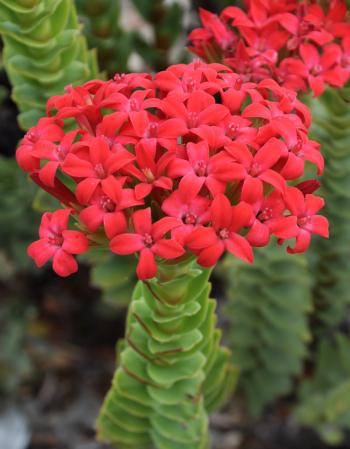Crassula coccinea ‘Mystique’