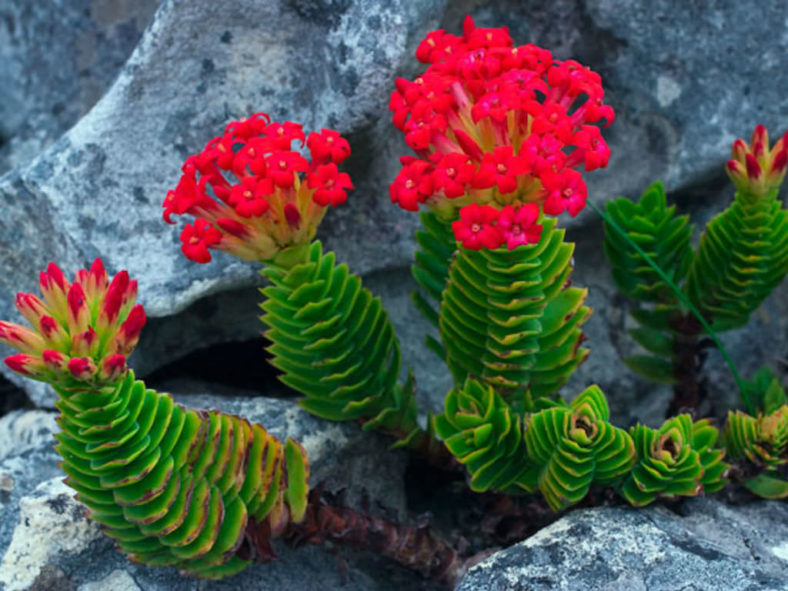 Crassula coccinea ‘Mystique’
