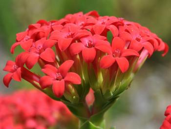 Crassula coccinea ‘Mystique’