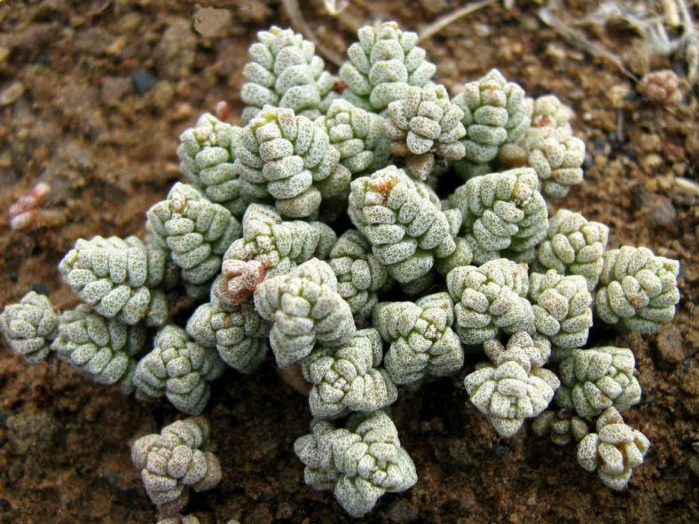 crassula coral succulent Crassula Coral – Textural Compact Succulent