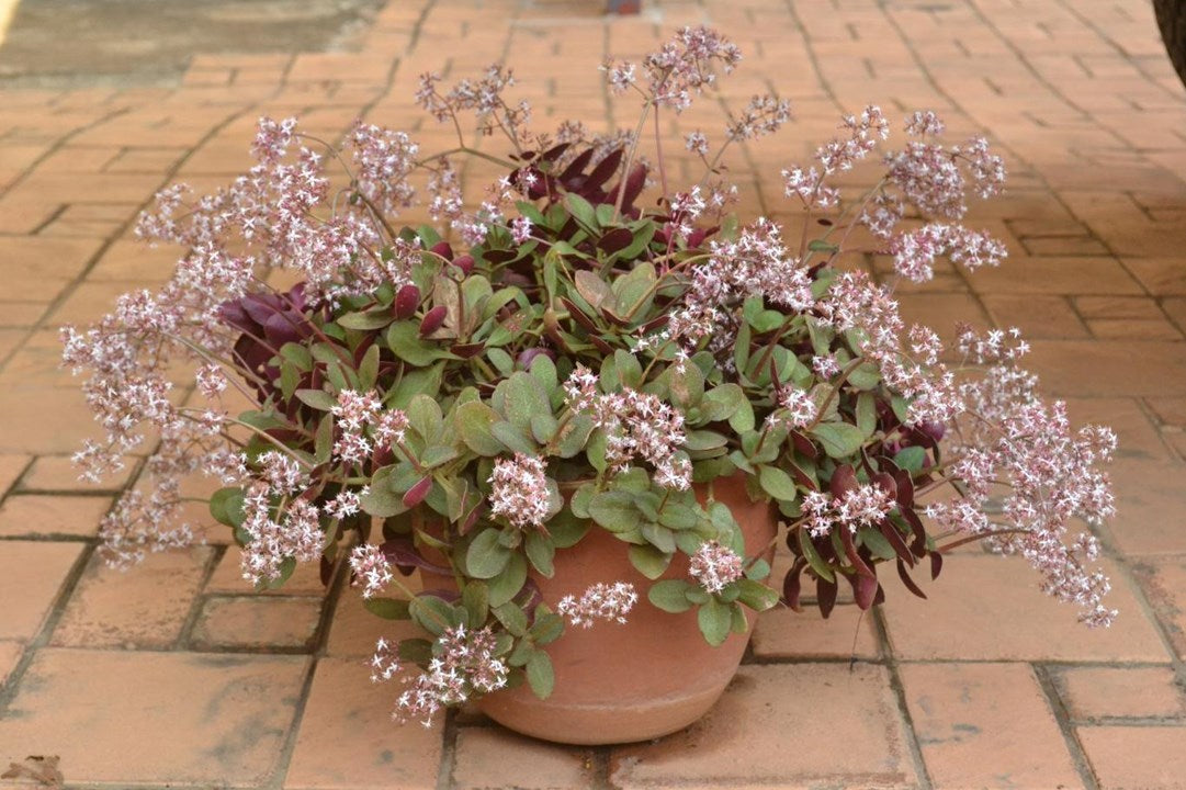 Crassula Multicava 'Purple Dragon' (Purple Dragon Fairy Crassula)