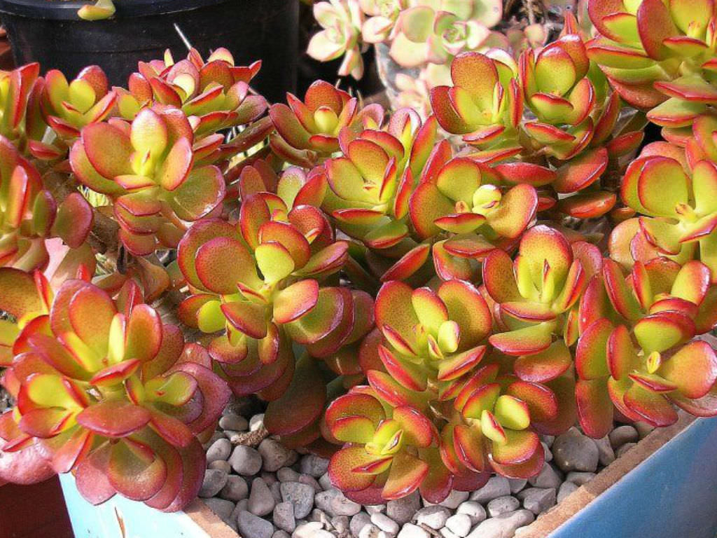 Crassula ovata 'Compacta' (Compact Jade Plant)