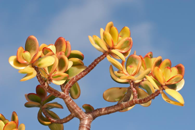 Crassula ovata ‘Hummel’s Sunset Dwarf’ (Dwarf Golden Jade)