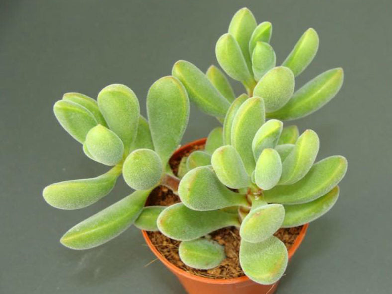 Crassula rogersii (Velvet Crassula)