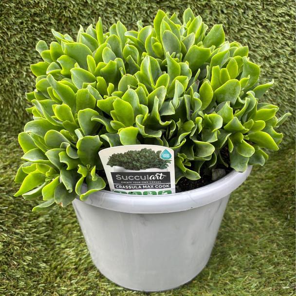 Crassula Arborescens Subsp. Undulatifolia ‘Max Cook’ (Ripple Jade Plant)