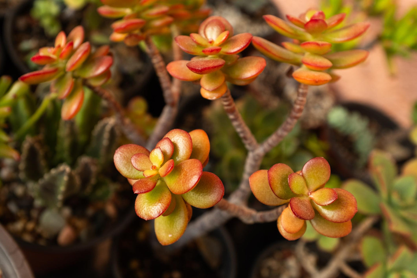 Crassula Atropurpurea Var. Anomala (Red Carpet Crassula)