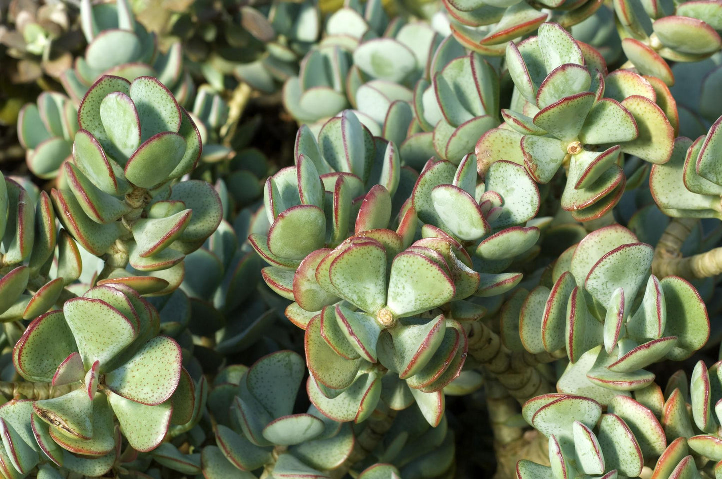 Crassula Atropurpurea Var. Anomala (Red Carpet Crassula)