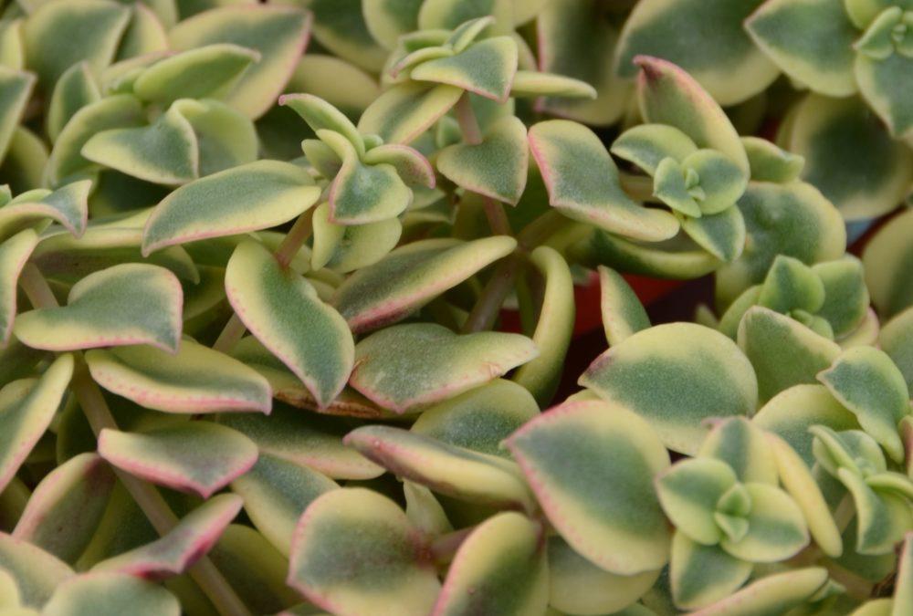 Crassula Isabella (Crassula Isabella)
