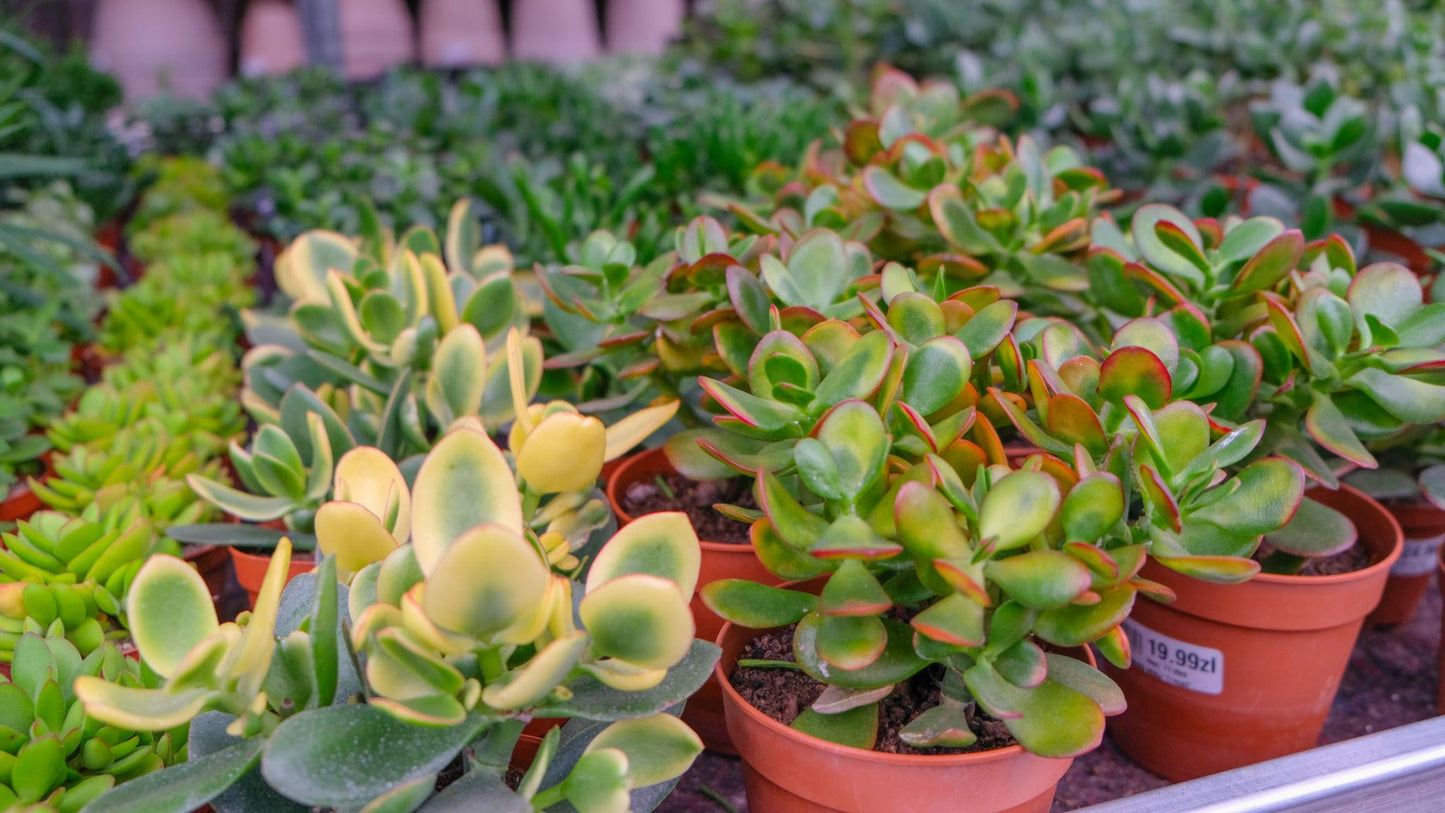 Crassula Isabella (Crassula Isabella)
