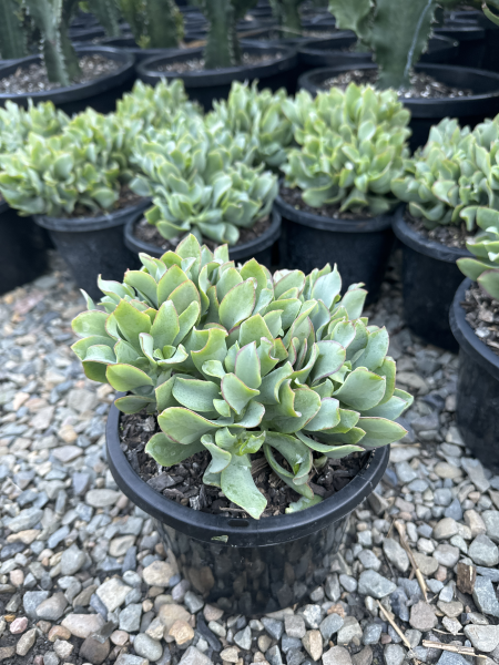 Crassula Arborescens Undulatifolia (Max Cook)