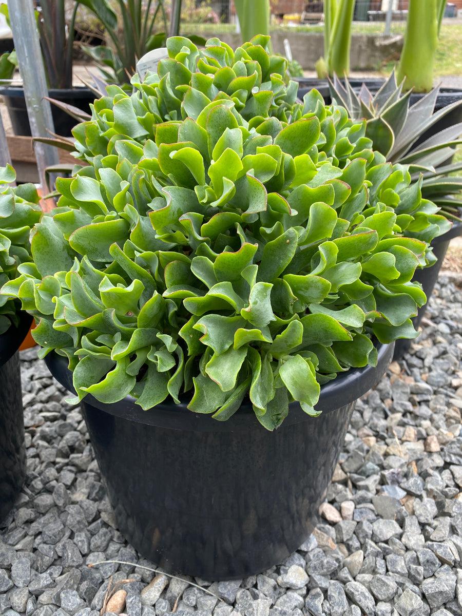 Crassula Arborescens Subsp. Undulatifolia ‘Max Cook’ (Ripple Jade Plant)