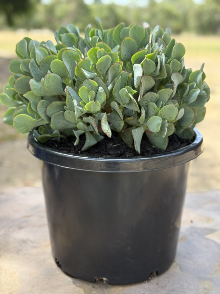Crassula 'Bluebird'