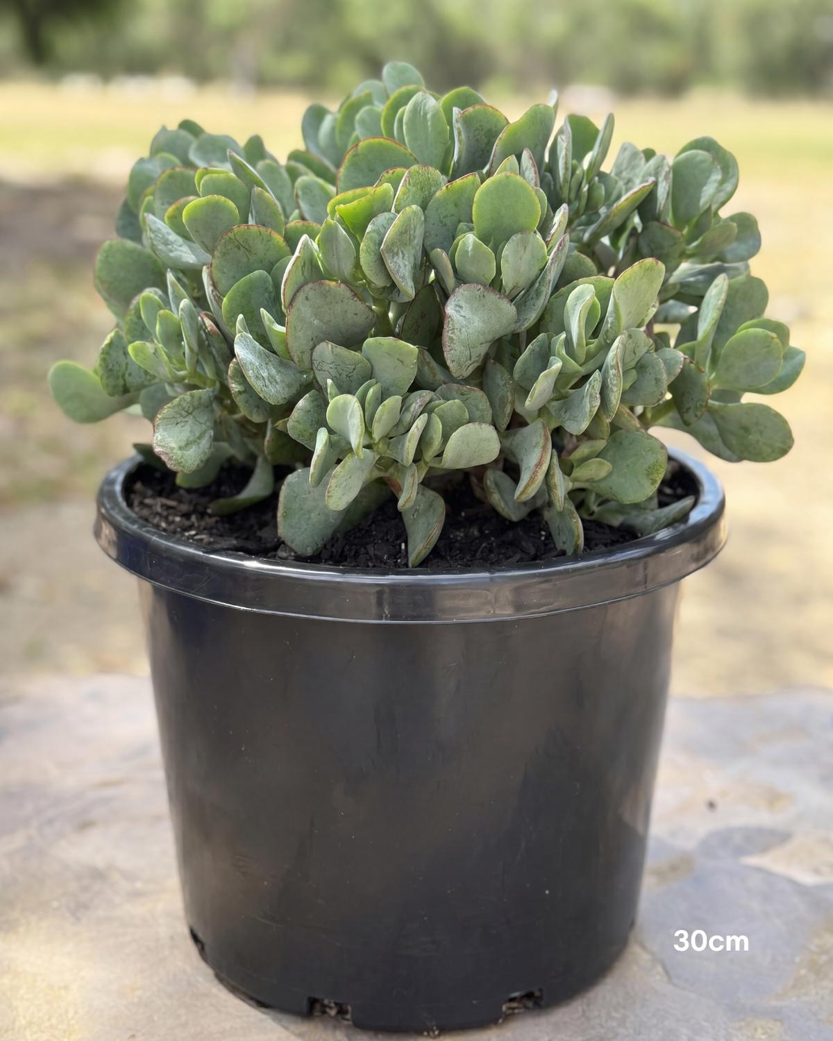 Crassula ‘Bluebird’ ( Bluebird Crassula )