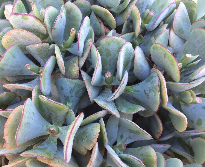 Crassula ‘Bluebird’ ( Bluebird Crassula )