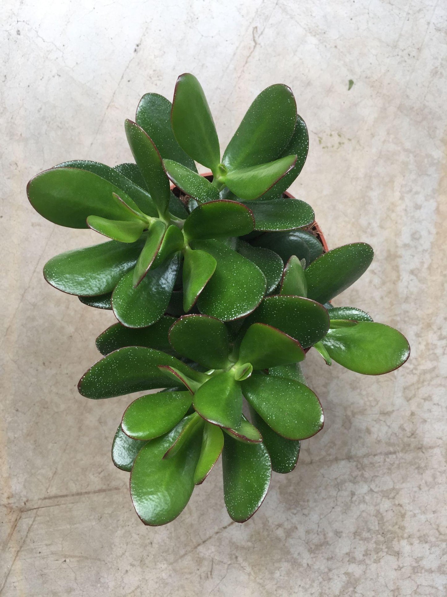 Crassula ‘Dianne’ (Dianne Crassula)