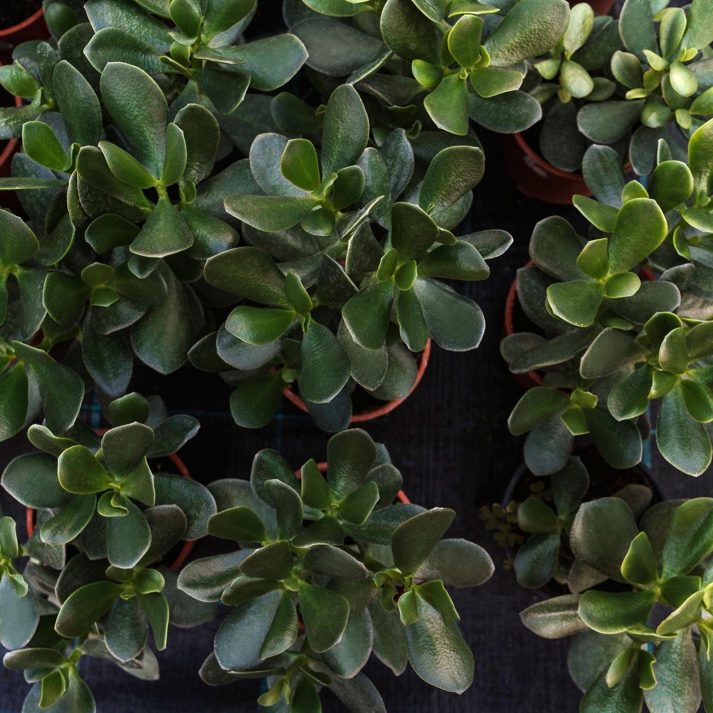 Crassula ‘Dianne’ (Dianne Crassula)