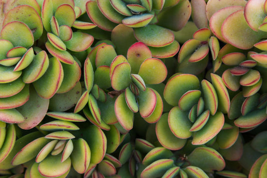 Crassula ‘Dianne’ (Dianne Crassula)
