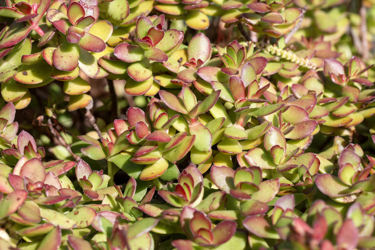 Crassula ‘Dianne’ (Dianne Crassula)