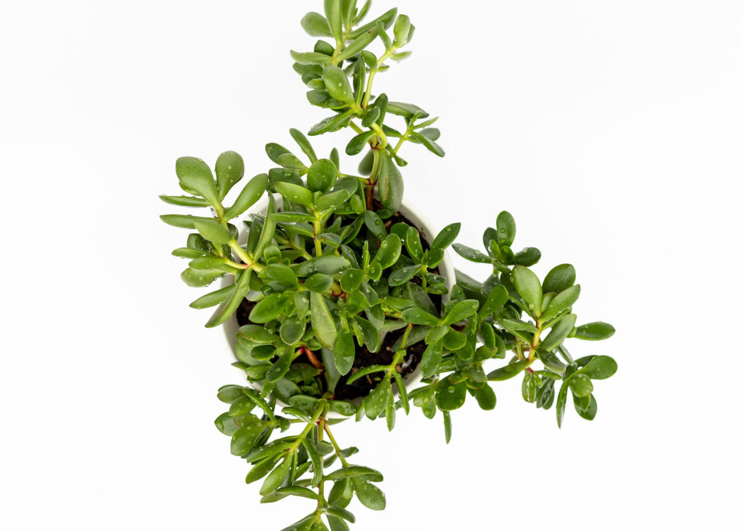 Crassula ‘Dianne’ (Dianne Crassula)