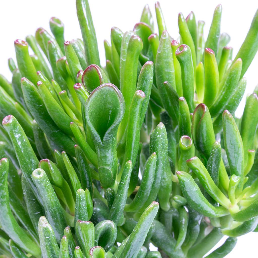 Crassula Ovata 'Gollum' (Jade Plant)