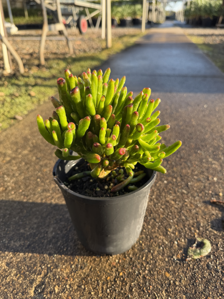 Crassula Ovata 'Gollum' (Jade Plant)