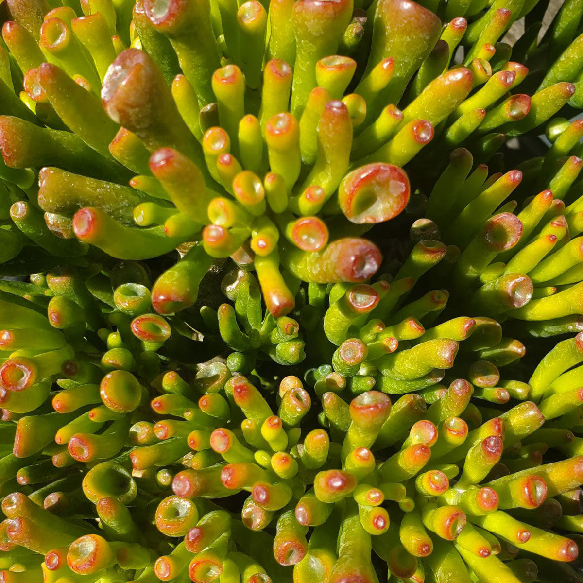Crassula Ovata 'Gollum' (Jade Plant)
