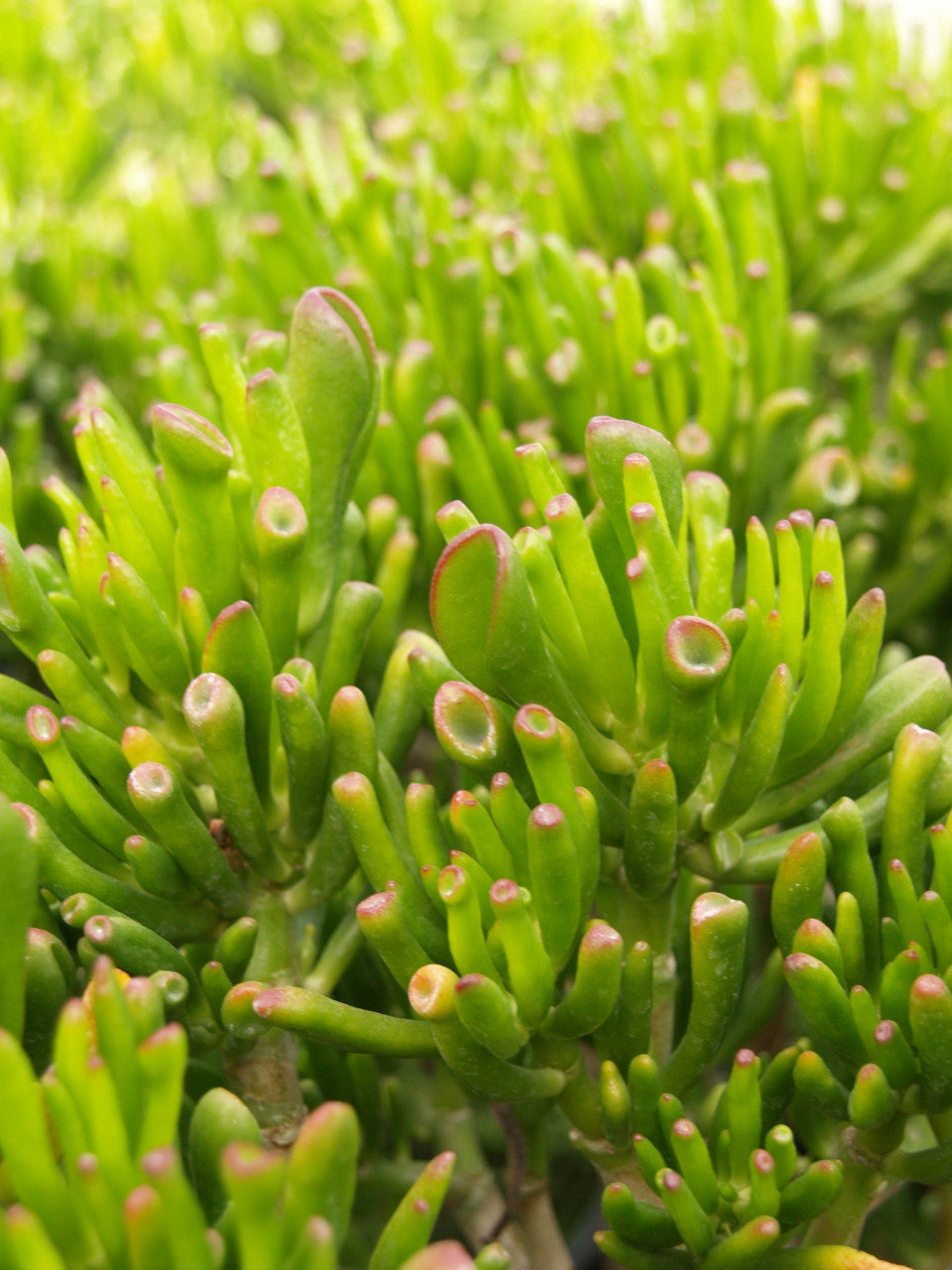 Crassula Ovata 'Gollum' (Jade Plant)