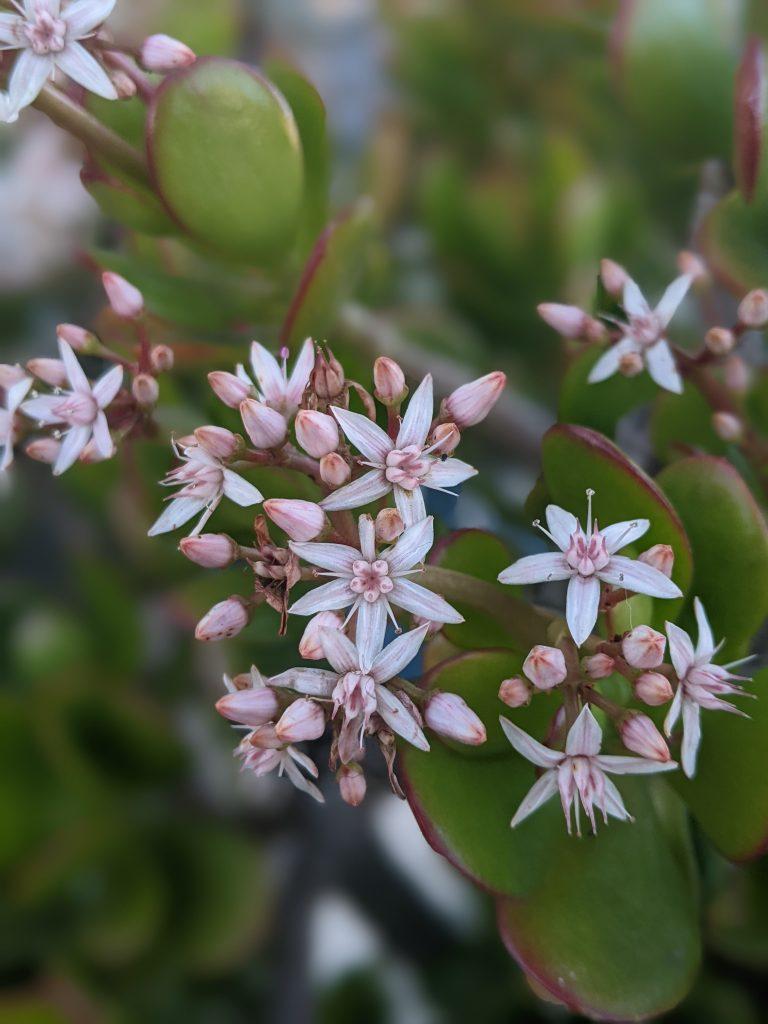 Crassula Ovata (Jade Plant)