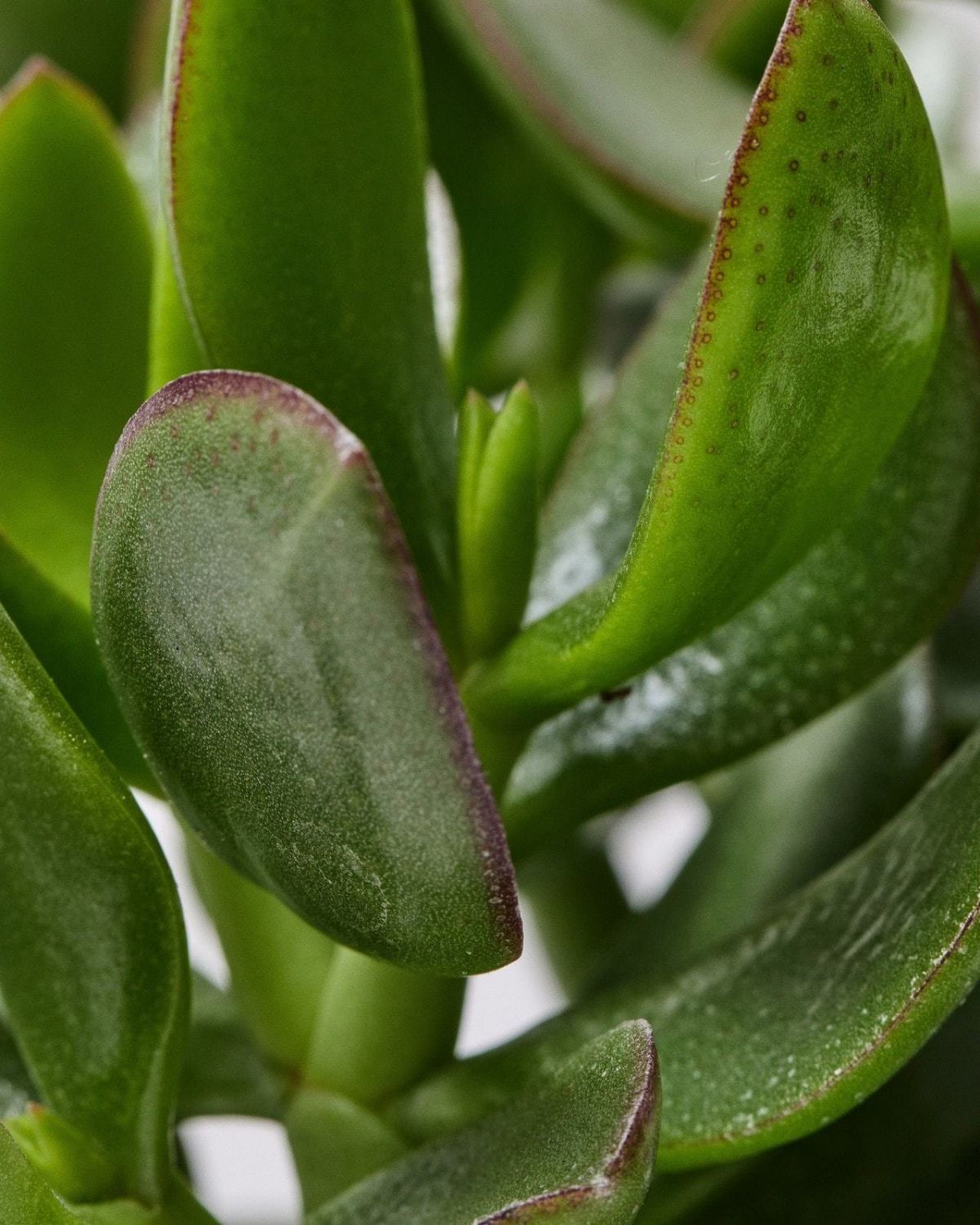 Crassula Ovata (Jade Plant)
