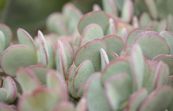 Crassula ‘Bluebird Variegata’ – Variegated Jade Succulent