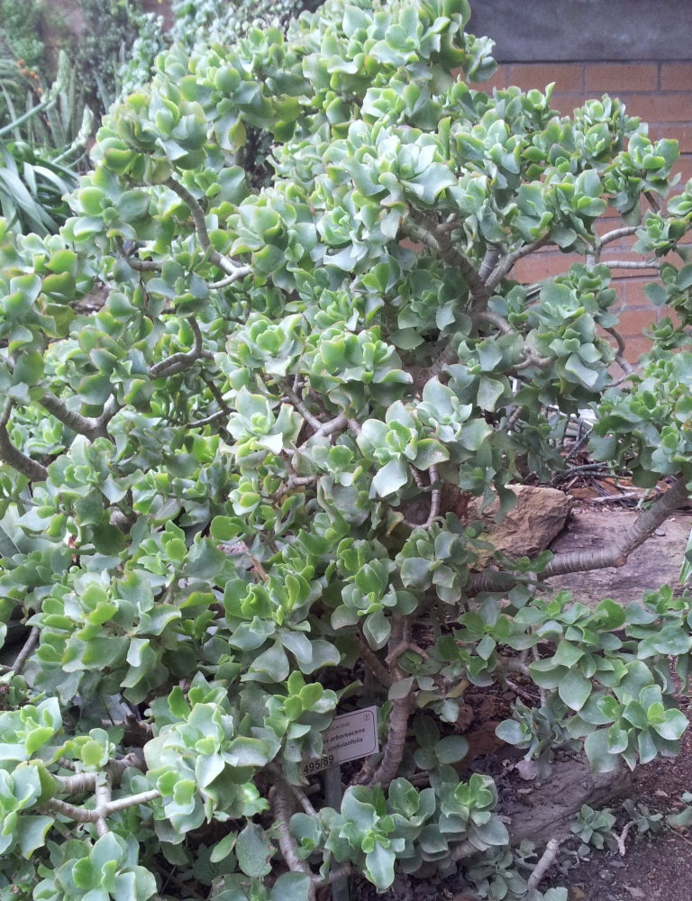 Crassula arborescens undulatifolia (Ripple Jade)