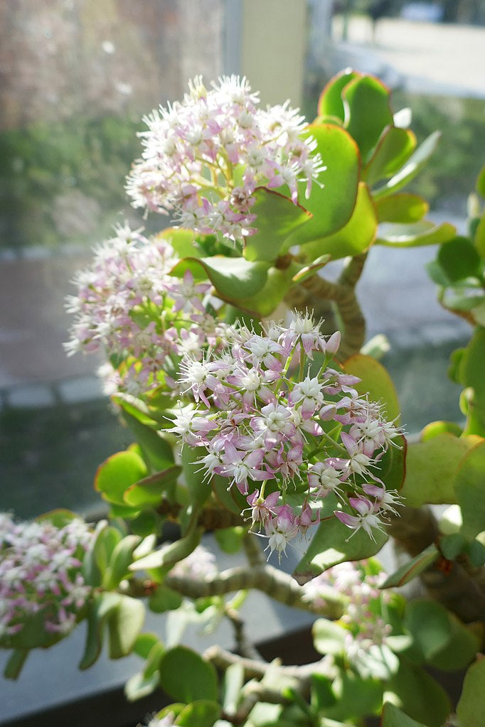 Crassula arborescens undulatifolia (Ripple Jade)