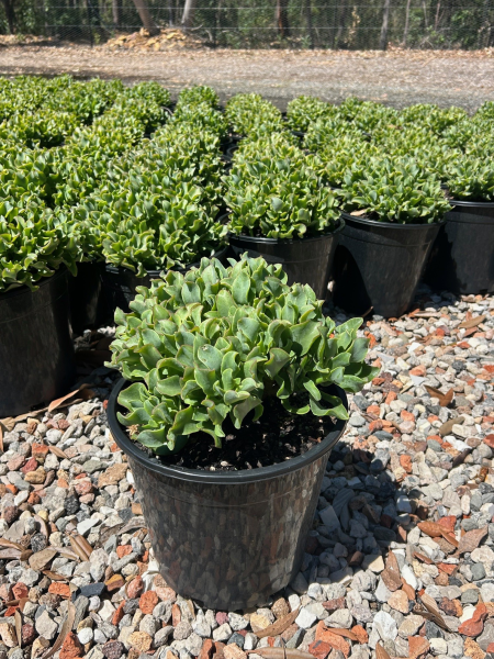 Crassula Arborescens Undulatifolia (Max Cook)