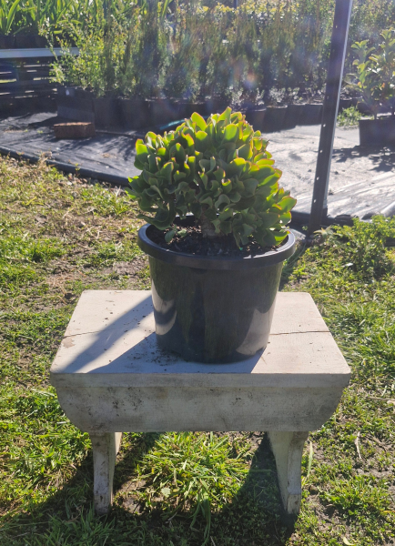 Crassula Arborescens Subsp. Undulatifolia 'Max Cook' (Silver Dollar Jade)
